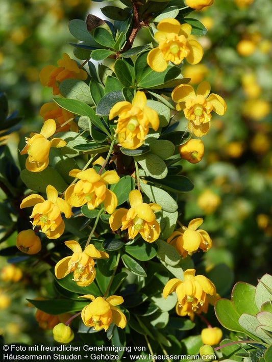 Buchsblättrige Berberitze 'Nana' (Berberis buxifolia)