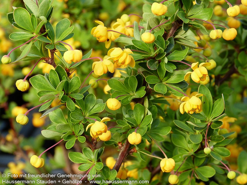 Buchsblättrige Berberitze 'Nana' (Berberis buxifolia)