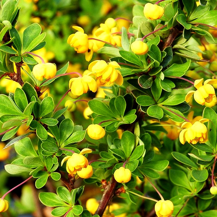 Buchsblättrige Berberitze 'Nana' (Berberis buxifolia)