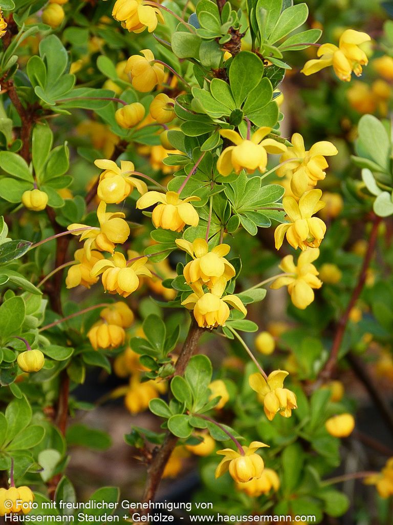 Buchsblättrige Berberitze 'Nana' (Berberis buxifolia)