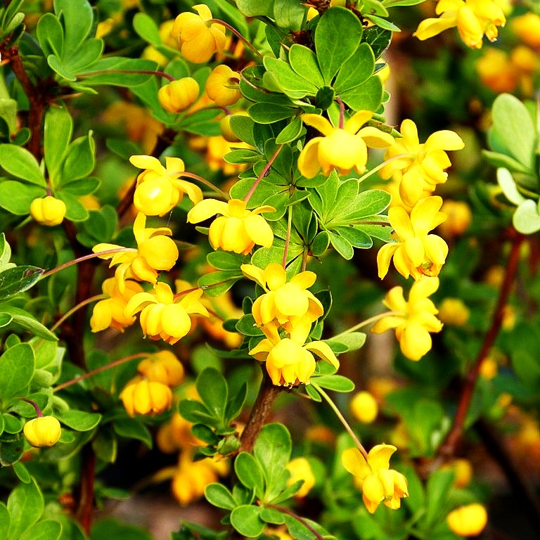 Buchsblättrige Berberitze 'Nana' (Berberis buxifolia)
