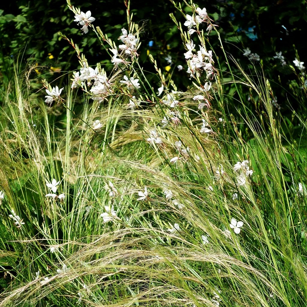 Büschel-Federgras (Stipa capillata)