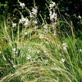 Büschel-Federgras (Stipa capillata)