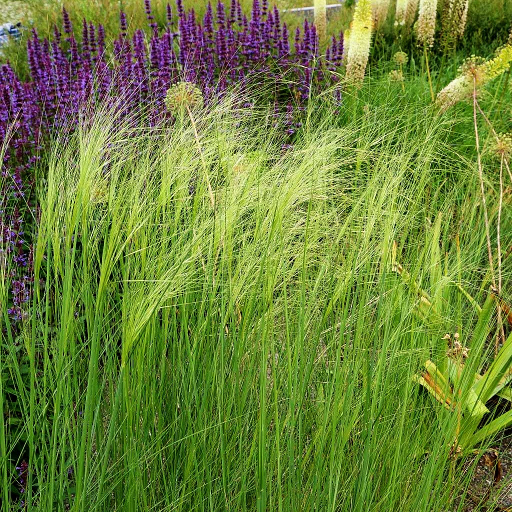 Büschel-Federgras (Stipa capillata)