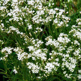 Büschel-Schleierkraut 'Silverstar' (Gypsophila fastigiata)