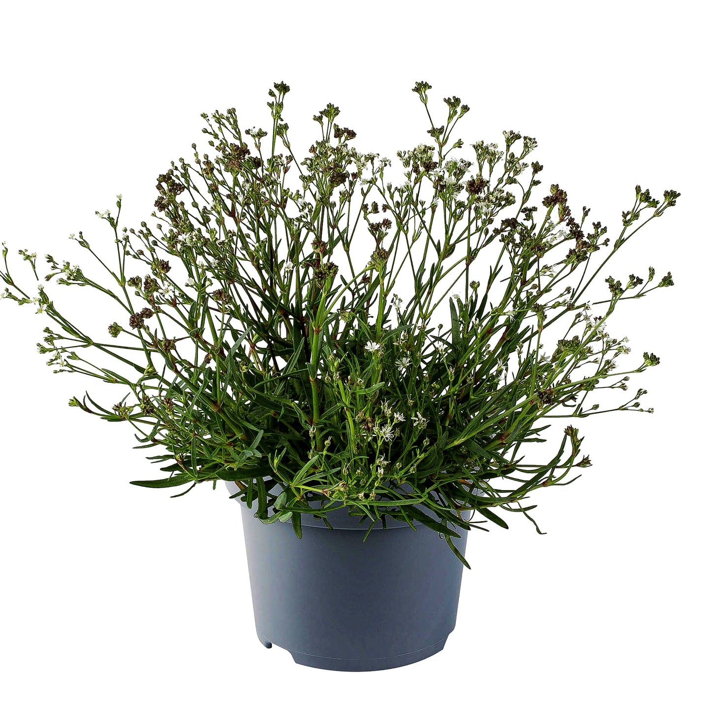 Büschel-Schleierkraut 'Silverstar' (Gypsophila fastigiata)