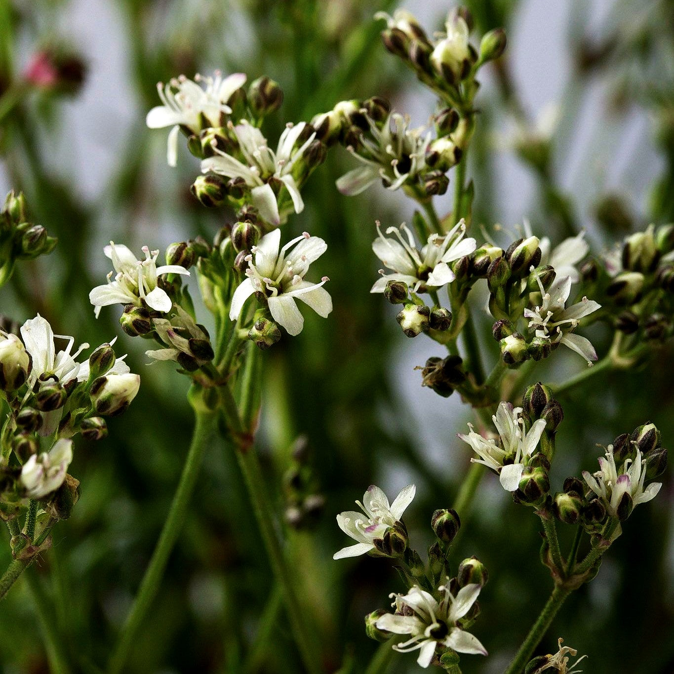 Büschel-Schleierkraut 'Silverstar' (Gypsophila fastigiata)