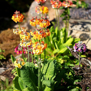 Bulleys Etagen-Schlüsselblume (Primula bulleyana)