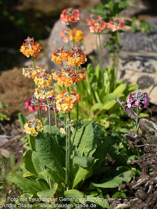Bulleys Etagen-Schlüsselblume (Primula bulleyana)