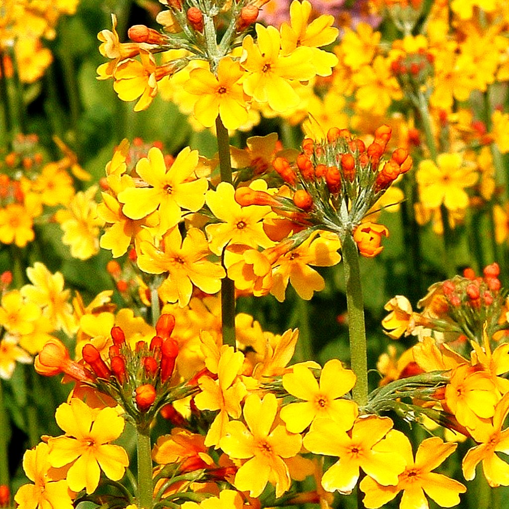 Bulleys Etagen-Schlüsselblume (Primula bulleyana)