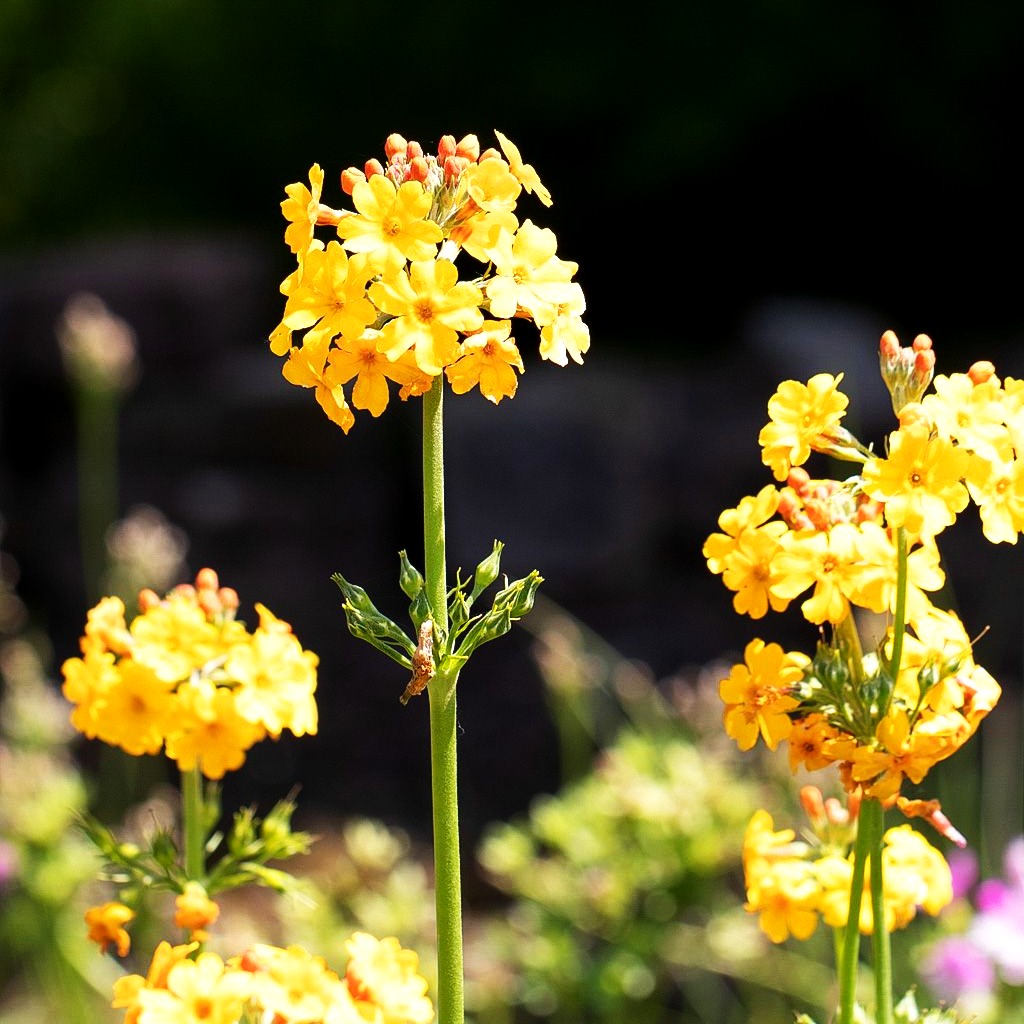 Bulleys Etagen-Schlüsselblume (Primula bulleyana)