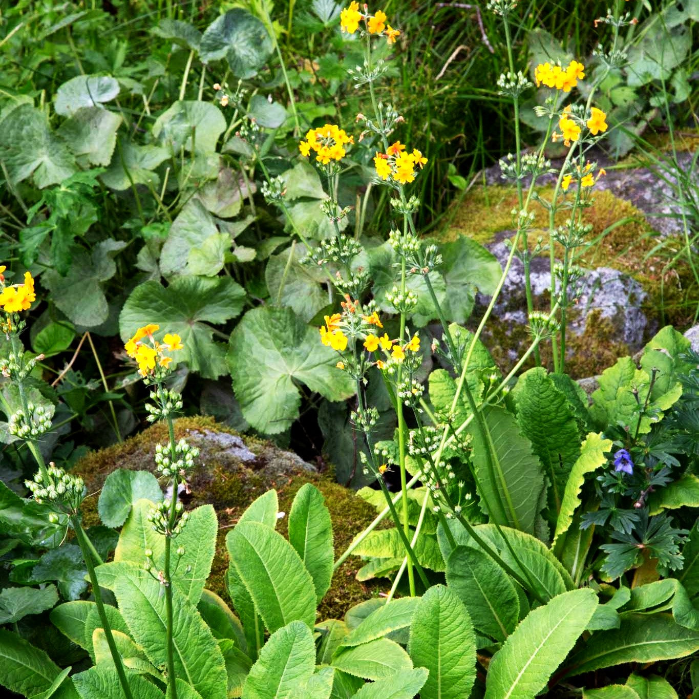 Bulleys Etagen-Schlüsselblume (Primula bulleyana)