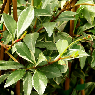 Buntblättr.Sternjasmin 'Star of Milano' (Trachelospermum asiaticum)