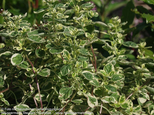 Buntblättriger Oregano 'Variegatum' (Origanum vulgare)