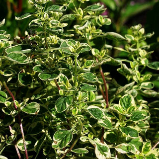 Buntblättriger Oregano 'Variegatum' (Origanum vulgare)