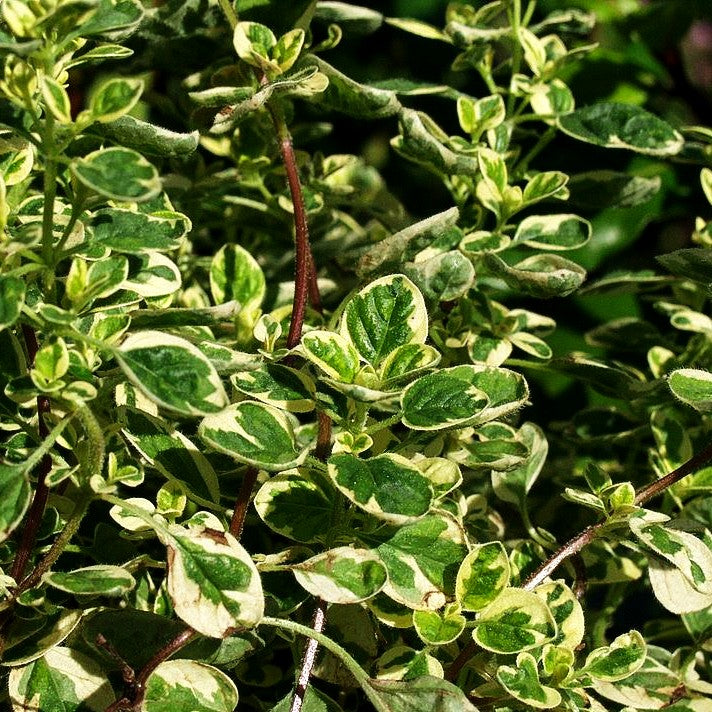 Buntblättriger Oregano 'Variegatum' (Origanum vulgare)