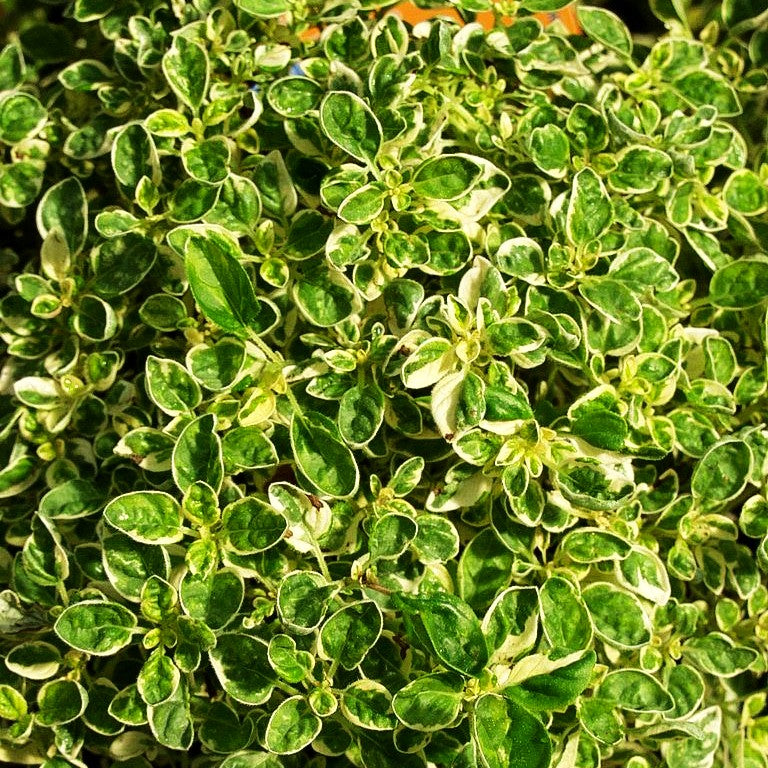 Buntblättriger Oregano 'Variegatum' (Origanum vulgare)