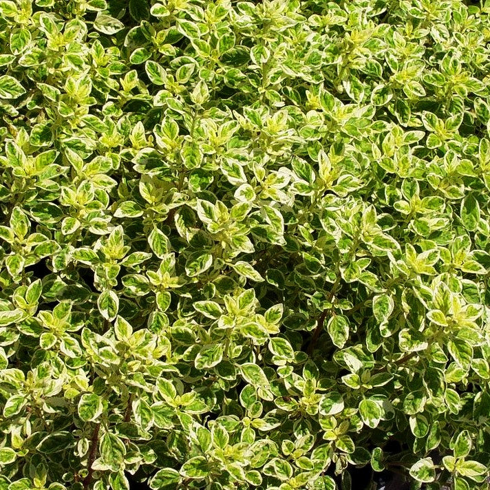 Buntblättriger Oregano 'Variegatum' (Origanum vulgare)