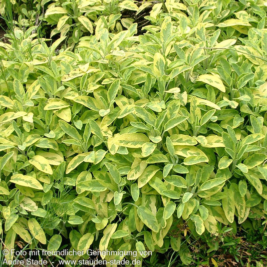 Buntblättriger Salbei 'Icterina' (Salvia officinalis)