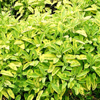 Buntblättriger Salbei 'Icterina' (Salvia officinalis)
