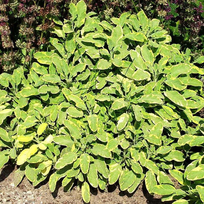 Buntblättriger Salbei 'Icterina' (Salvia officinalis)