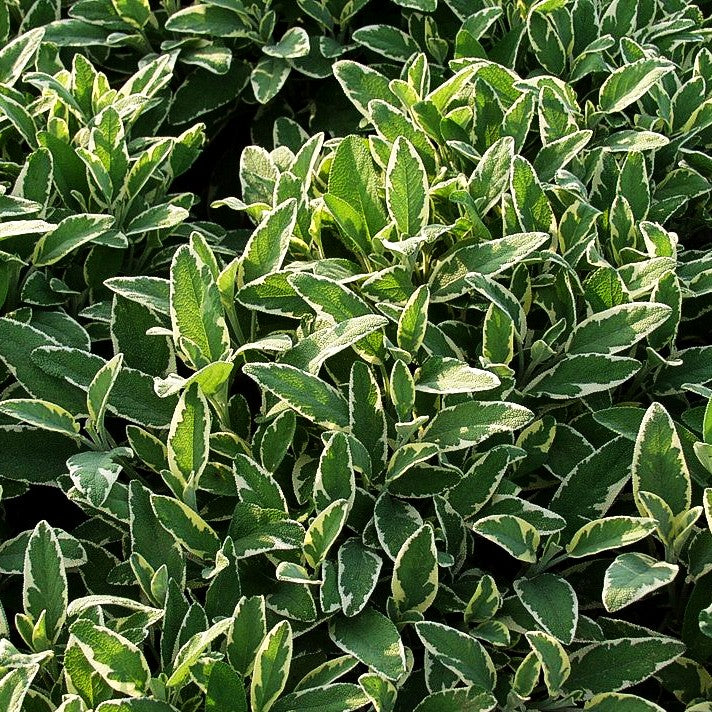 Buntblättriger Salbei 'Icterina' (Salvia officinalis)
