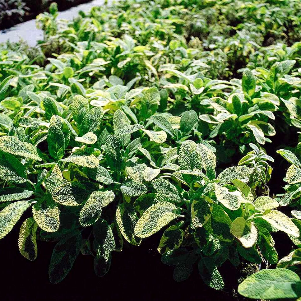 Buntblättriger Salbei 'Icterina' (Salvia officinalis)