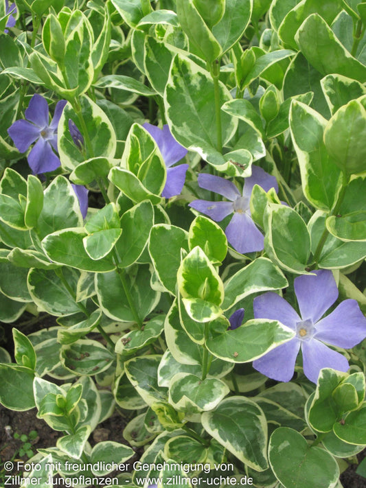 Buntblättriges Immergrün 'Variegata' (Vinca major)