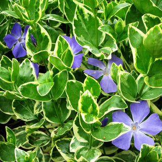 Buntblättriges Immergrün 'Variegata' (Vinca major)
