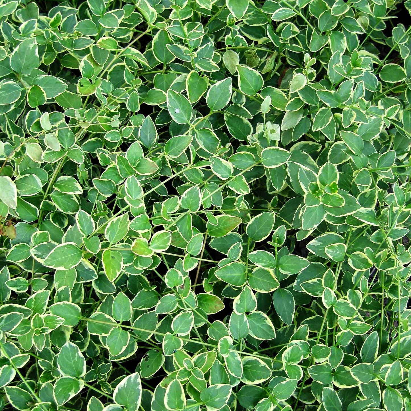 Buntblättriges Immergrün 'Variegata' (Vinca major)