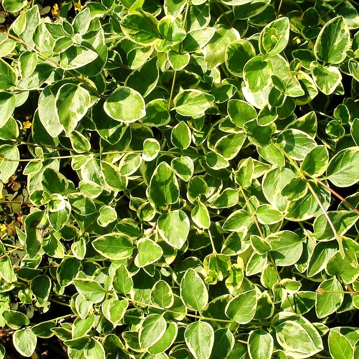 Buntblättriges Immergrün 'Variegata' (Vinca major)
