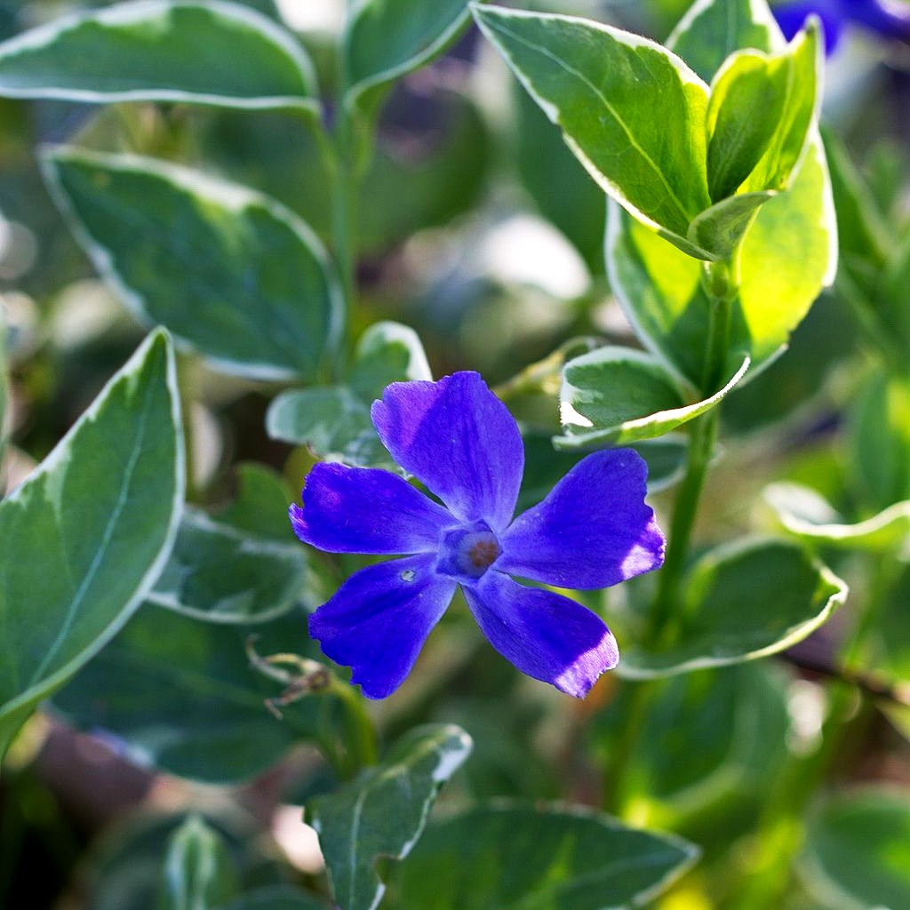 Buntblättriges Immergrün 'Variegata' (Vinca major)