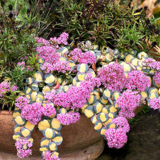 Buntblättriges Oktober-Fettblatt 'Mediovariegatum' (Sedum sieboldii)