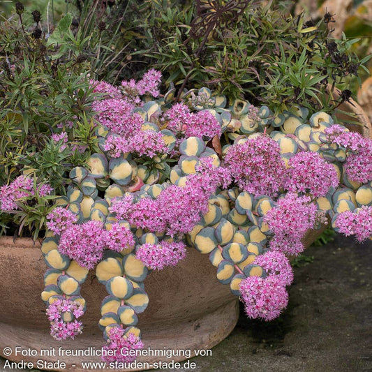 Buntblättriges Oktober-Fettblatt 'Mediovariegatum' (Sedum sieboldii)