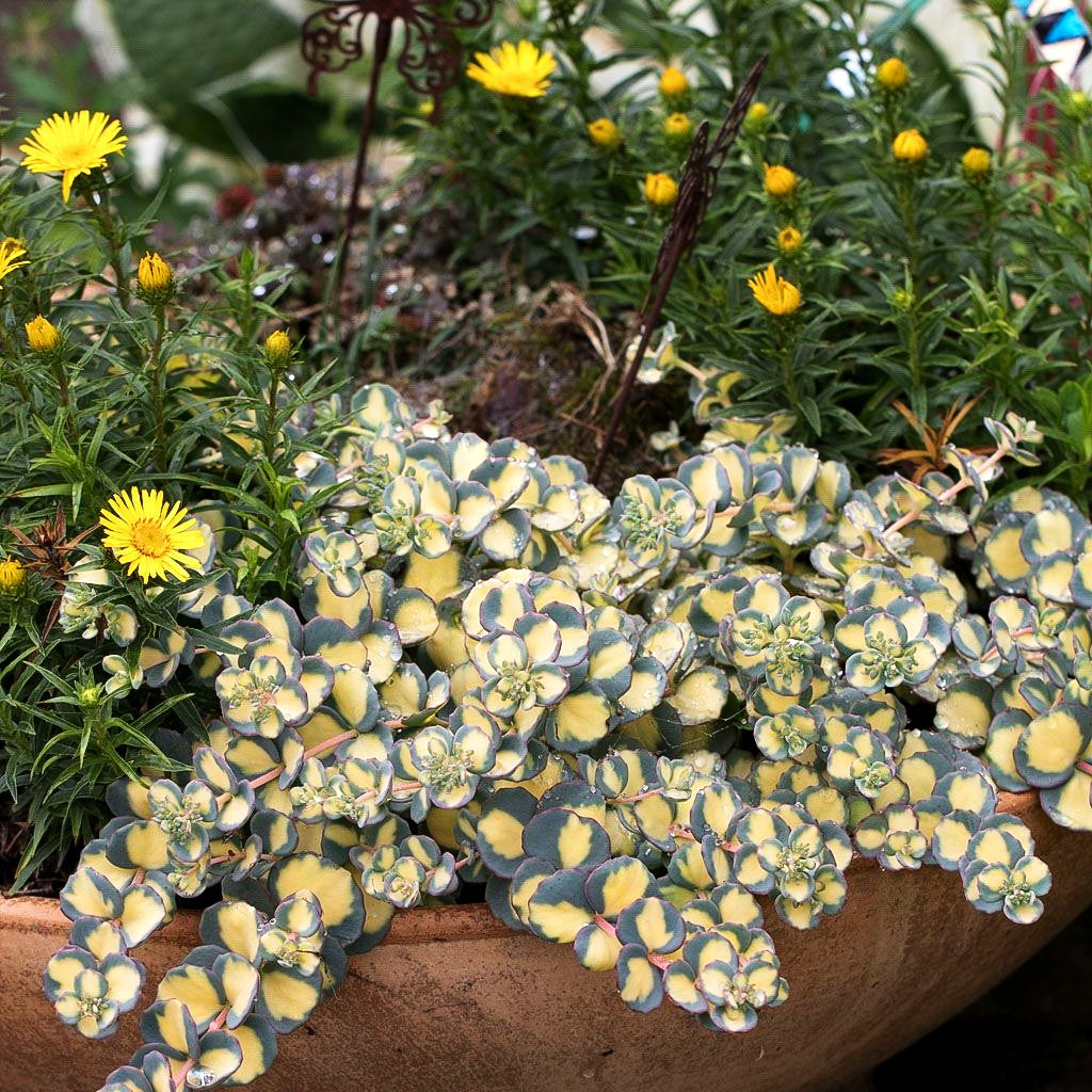 Buntblättriges Oktober-Fettblatt 'Mediovariegatum' (Sedum sieboldii)