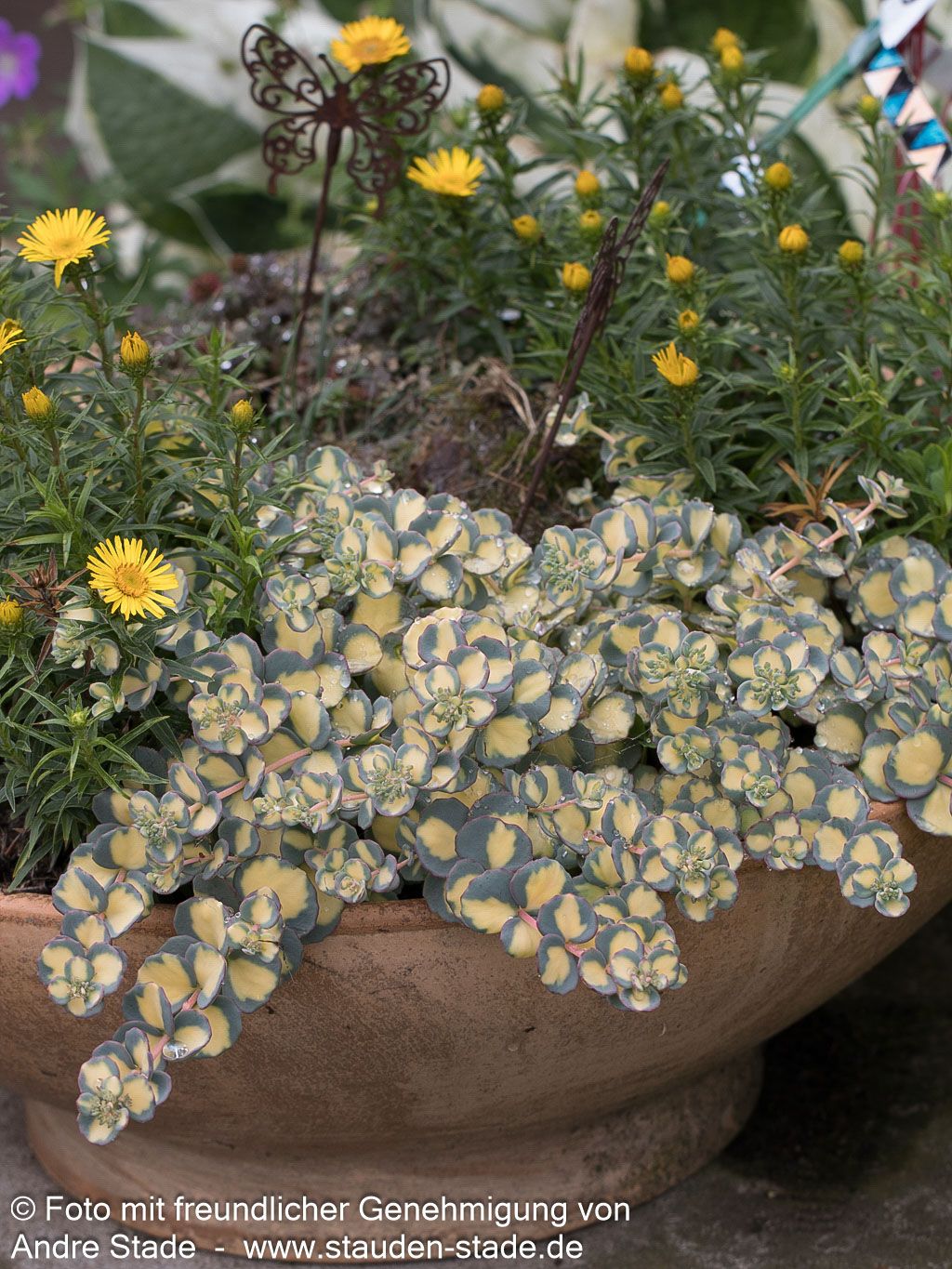 Buntblättriges Oktober-Fettblatt 'Mediovariegatum' (Sedum sieboldii)