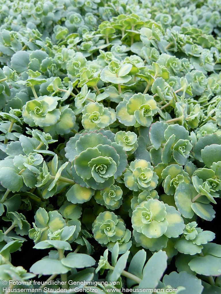 Buntblättriges Oktober-Fettblatt 'Mediovariegatum' (Sedum sieboldii)