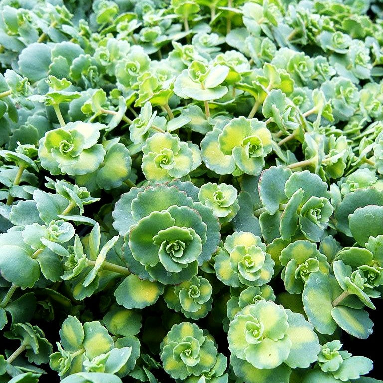 Buntblättriges Oktober-Fettblatt 'Mediovariegatum' (Sedum sieboldii)