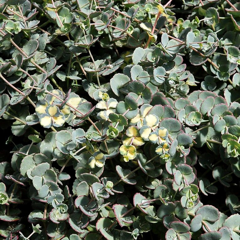 Buntblättriges Oktober-Fettblatt 'Mediovariegatum' (Sedum sieboldii)