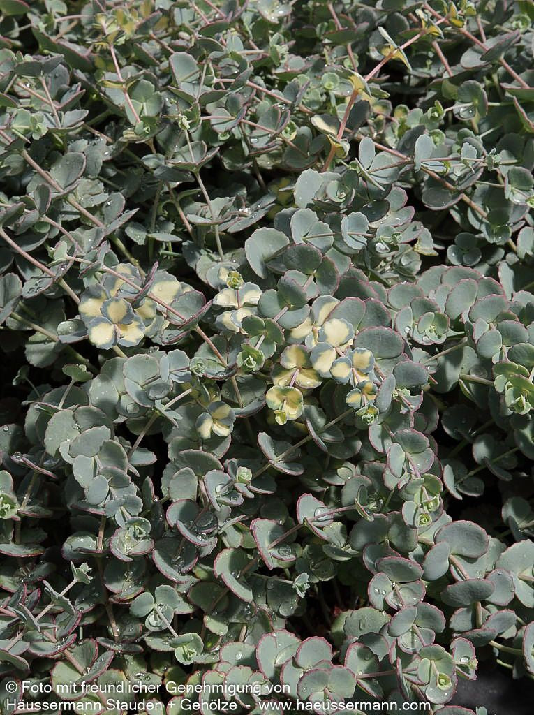 Buntblättriges Oktober-Fettblatt 'Mediovariegatum' (Sedum sieboldii)