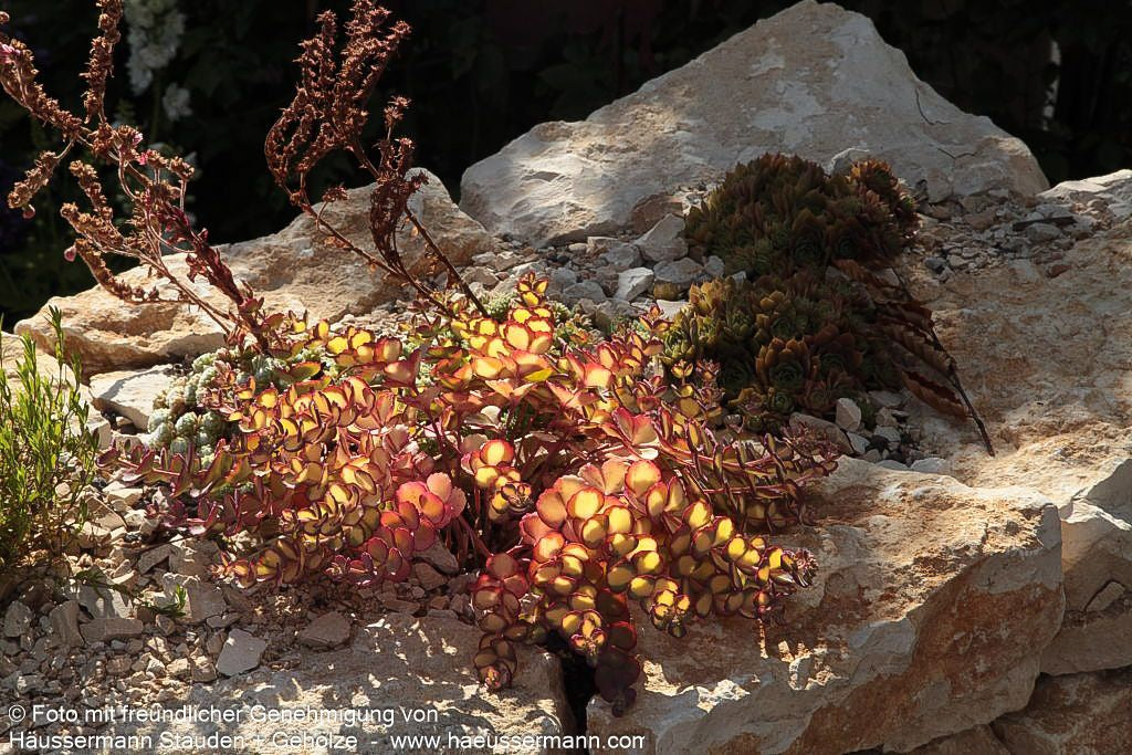 Buntblättriges Oktober-Fettblatt 'Mediovariegatum' (Sedum sieboldii)