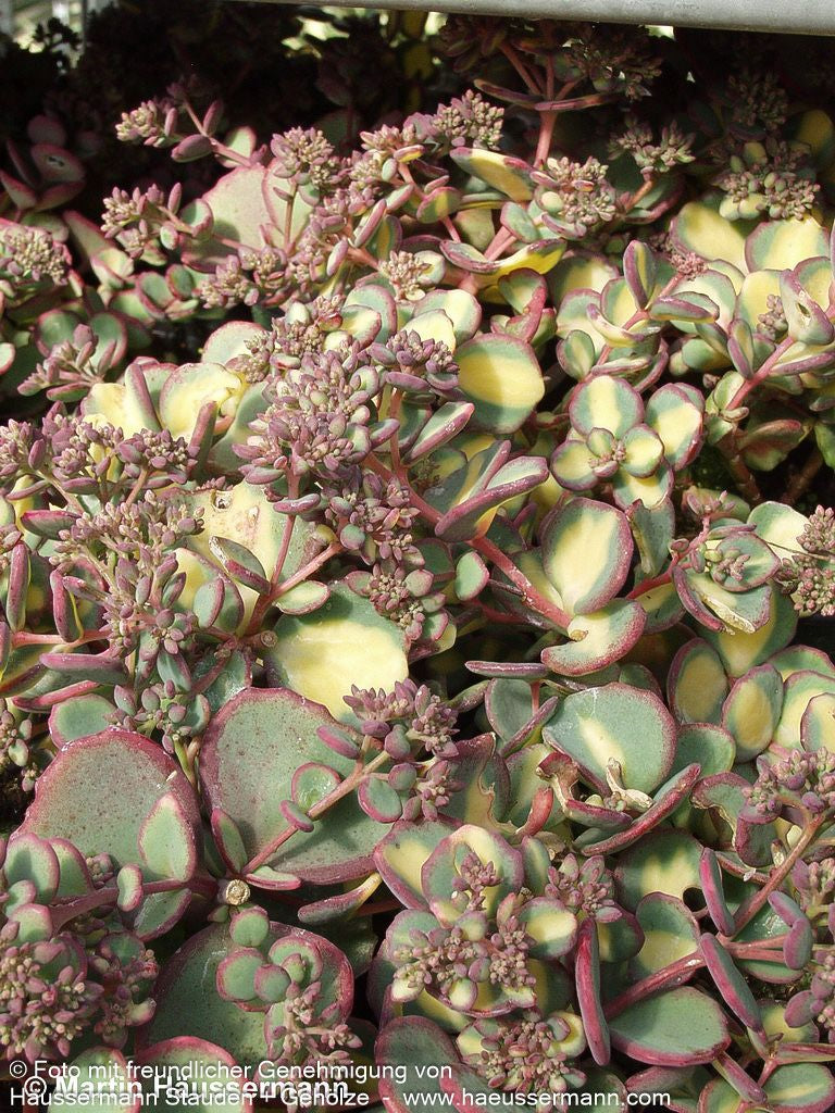 Buntblättriges Oktober-Fettblatt 'Mediovariegatum' (Sedum sieboldii)