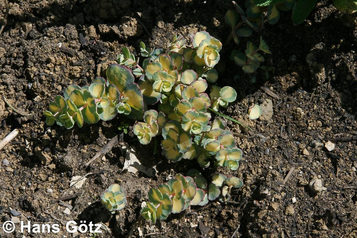 Buntblättriges Oktober-Fettblatt 'Mediovariegatum' (Sedum sieboldii)