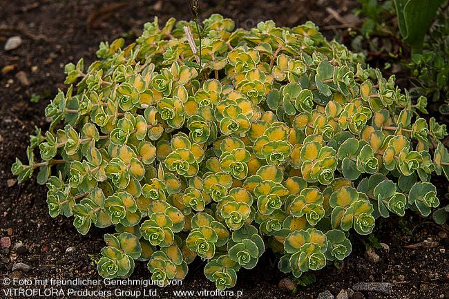 Buntblättriges Oktober-Fettblatt 'Mediovariegatum' (Sedum sieboldii)