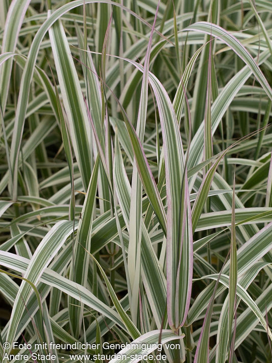 Buntblättriges Pfahlrohr 'Ely' (Arundo donax)