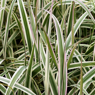 Buntblättriges Pfahlrohr 'Ely' (Arundo donax)