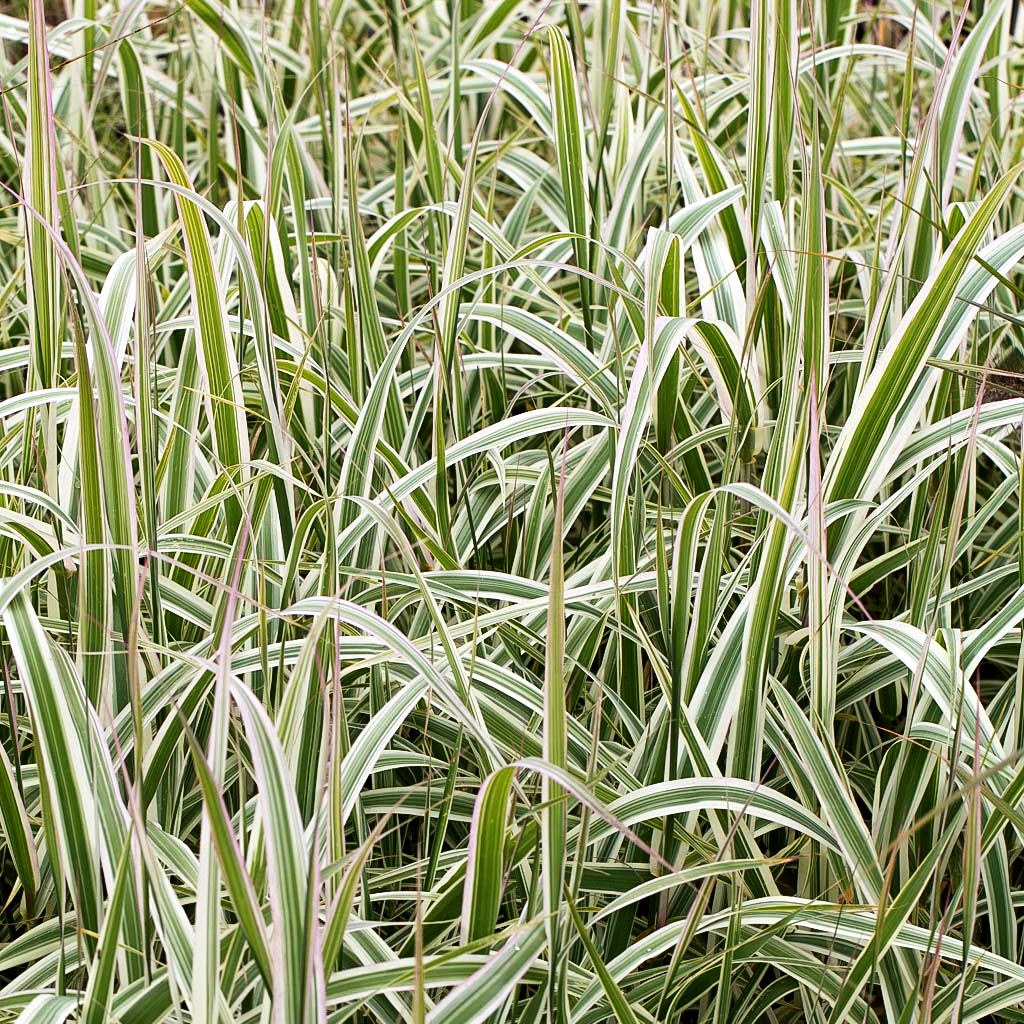 Buntblättriges Pfahlrohr 'Ely' (Arundo donax)
