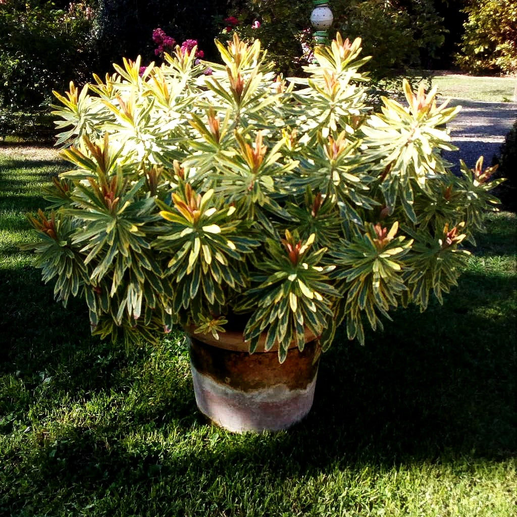 Bunte Busch-Wolfsmilch 'Ascot Rainbow' (Euphorbia x martinii)
