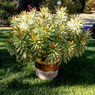 Bunte Busch-Wolfsmilch 'Ascot Rainbow' (Euphorbia x martinii)