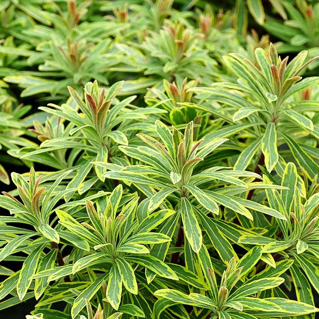 Bunte Busch-Wolfsmilch 'Ascot Rainbow' (Euphorbia x martinii)